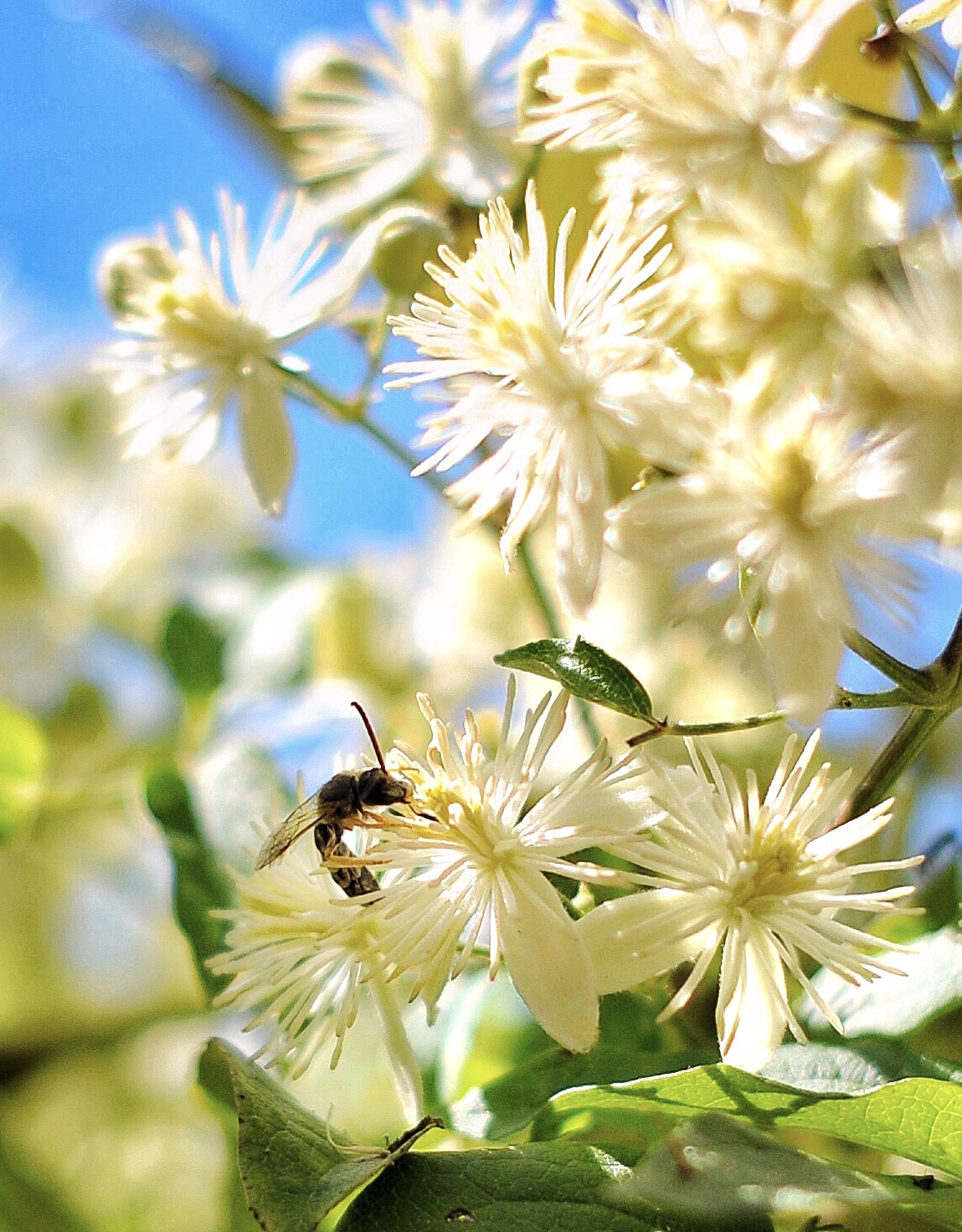 Macro