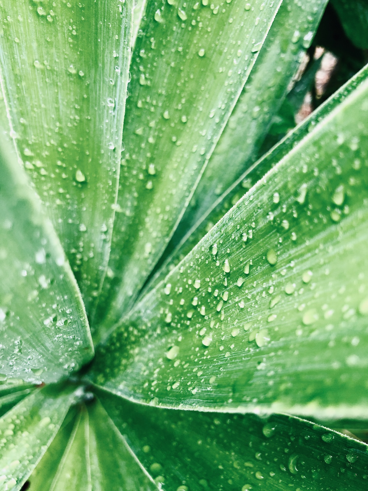Macro